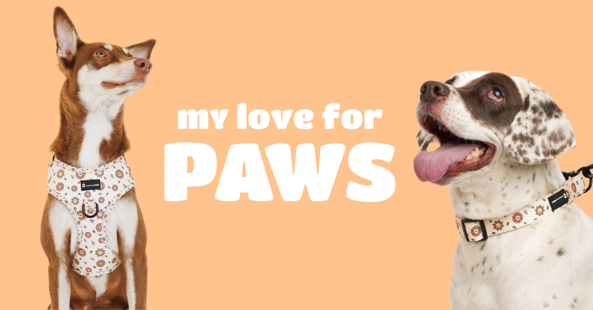 My love for paws