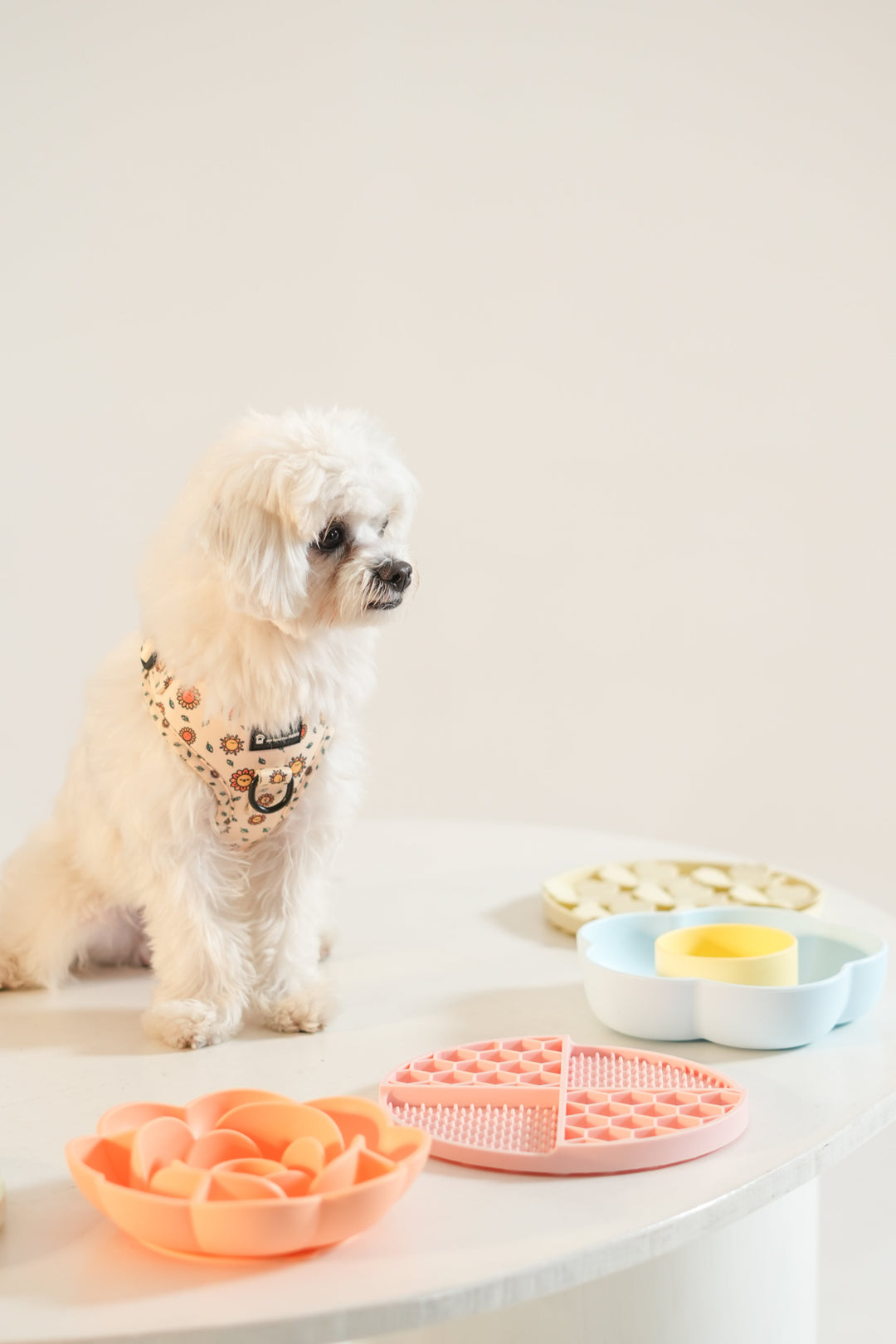 Best Dog Enrichment Toys in Ontario (2026 Guide)