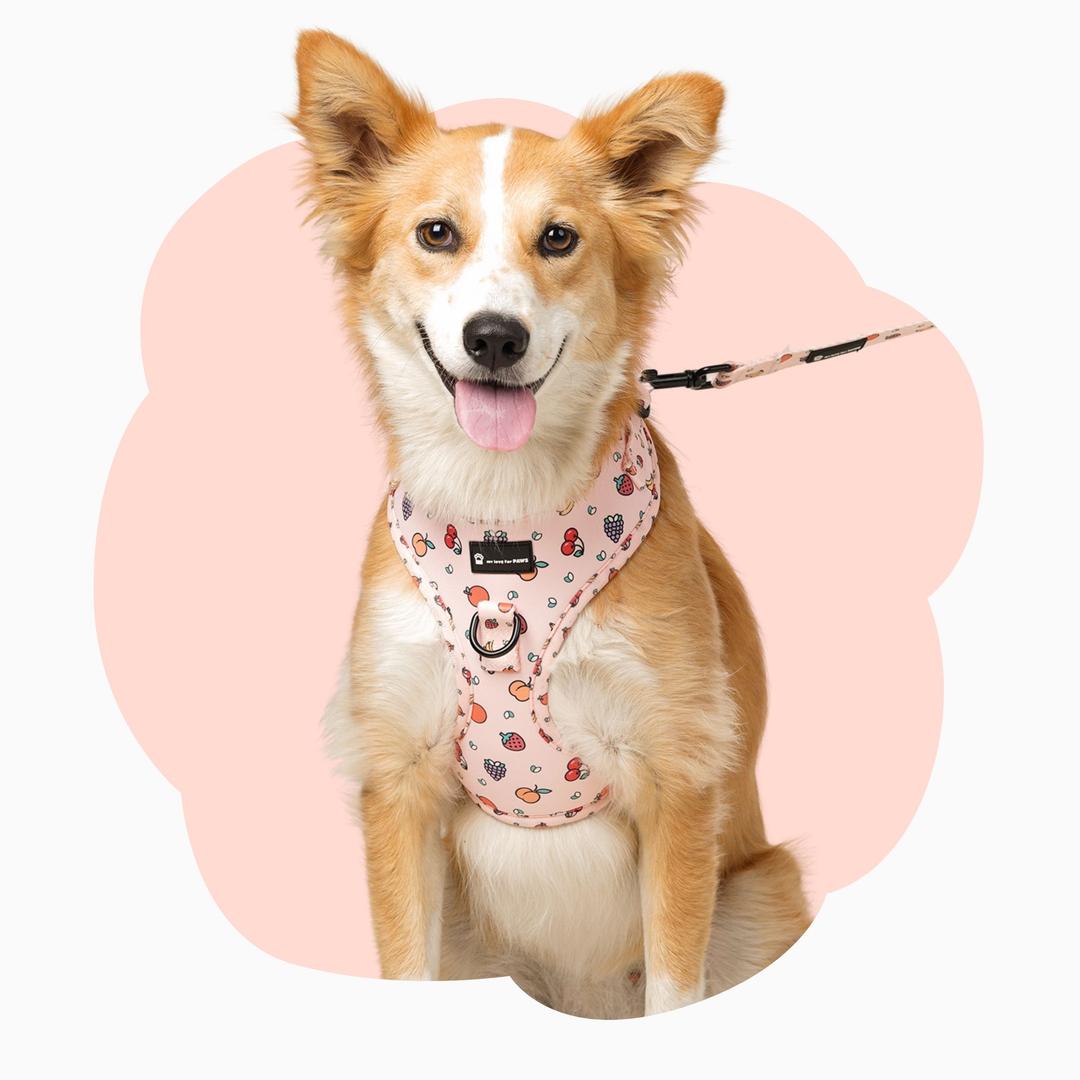 Harnesses