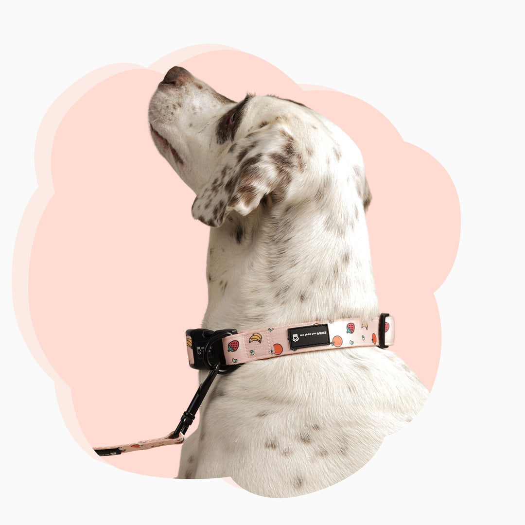 pink-fruits-dog-collar
