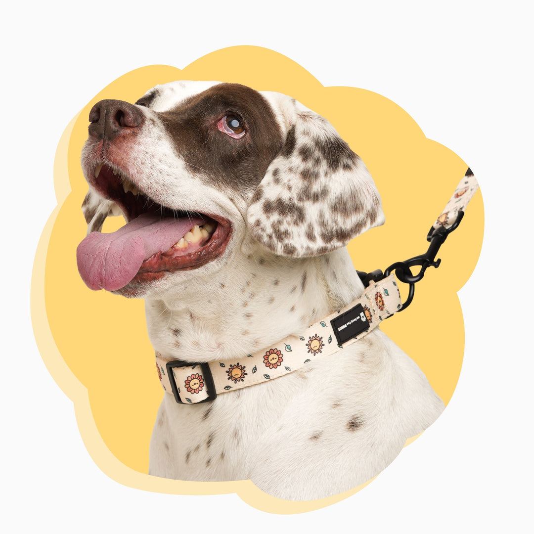Yellow Sunshine Dog Collar | Bright, Durable & Stylish Pet Collar