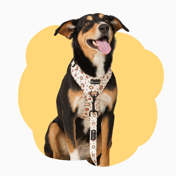 Dog wearing Yellow Sunshine adjustable dog harness