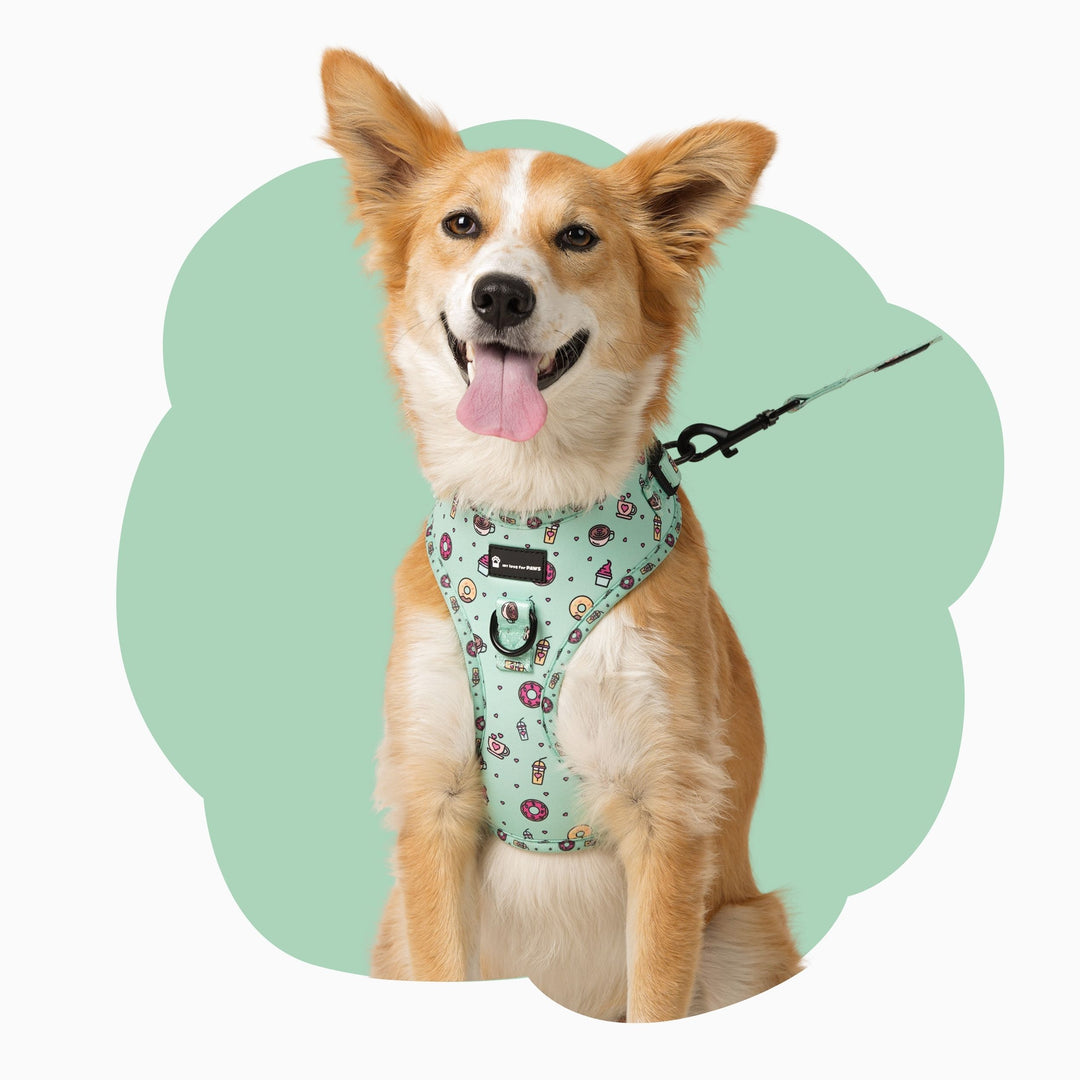 Dog wearing Green Donut harness on mint green background – breathable, adjustable no-pull dog harness