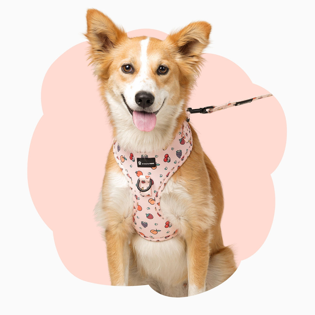 Dog wearing Pink Fruits adjustable dog harness – stylish and comfortable fit